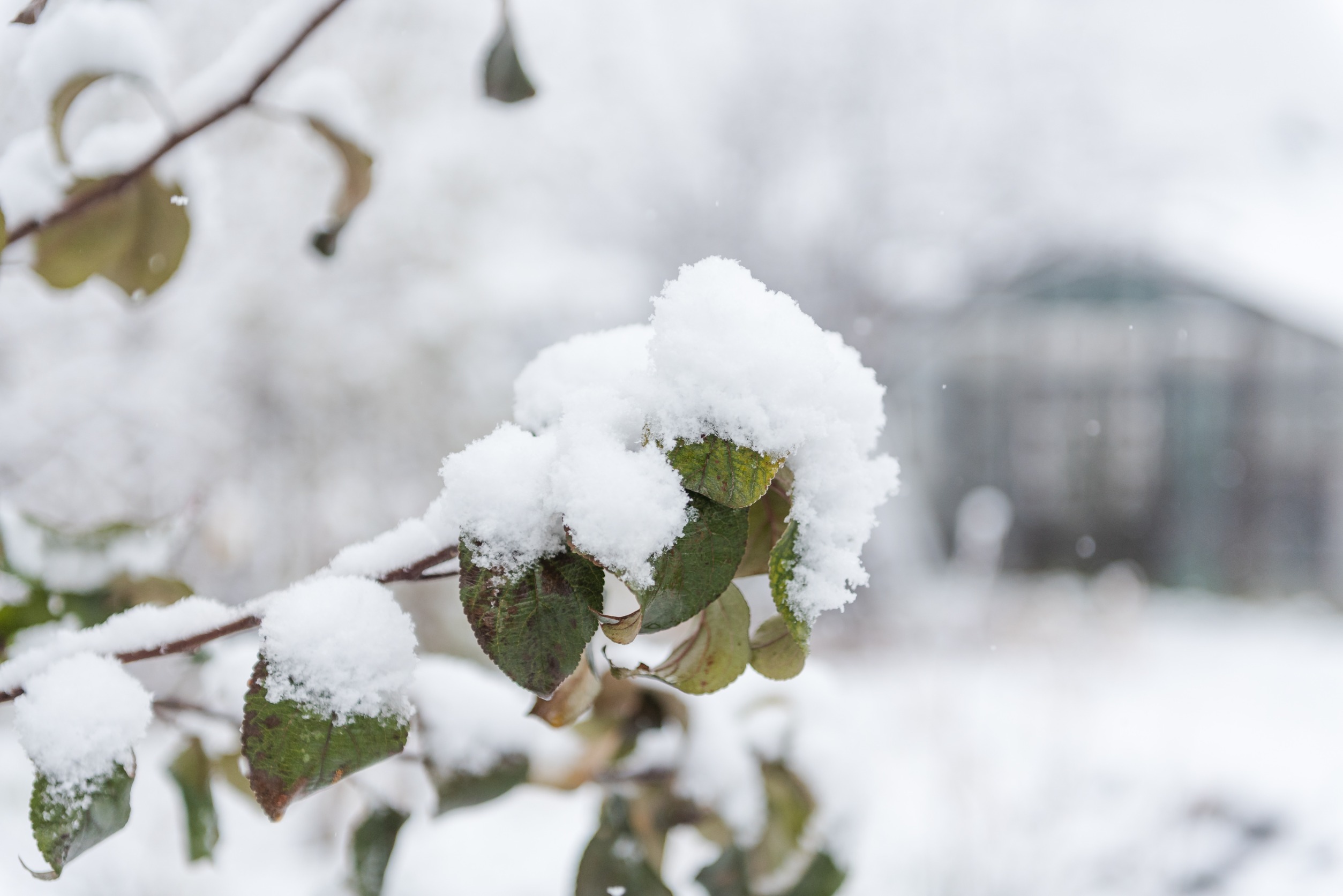 winter garden