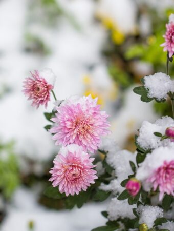 What’s a Frugal Gardener to do in the Snow