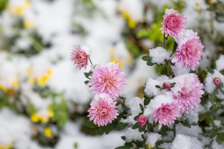 What’s a Frugal Gardener to do in the Snow