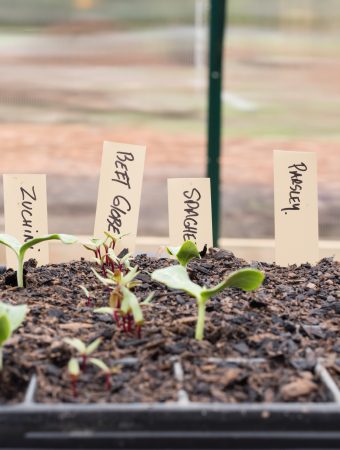 plant labels