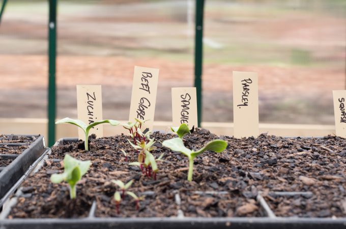 plant labels