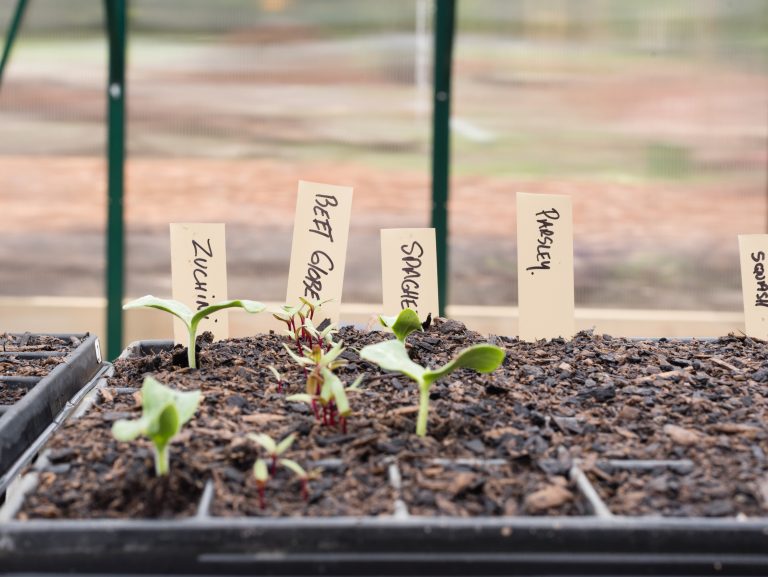 plant labels