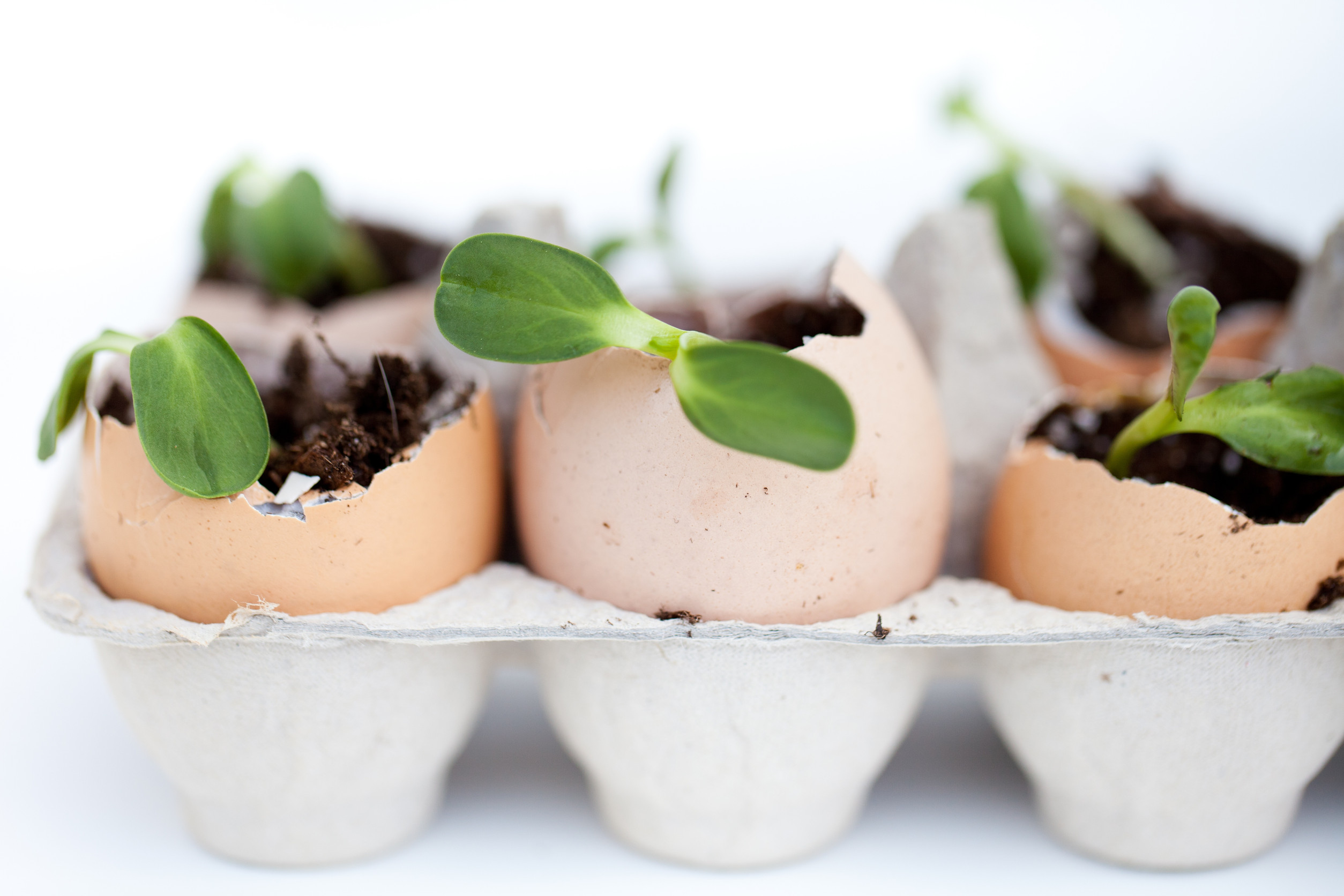 plants on egg tray