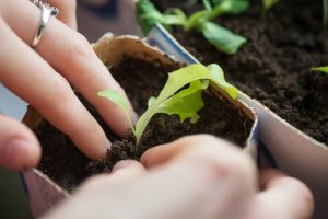 seed starting