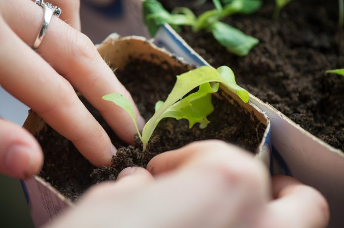 seed starting