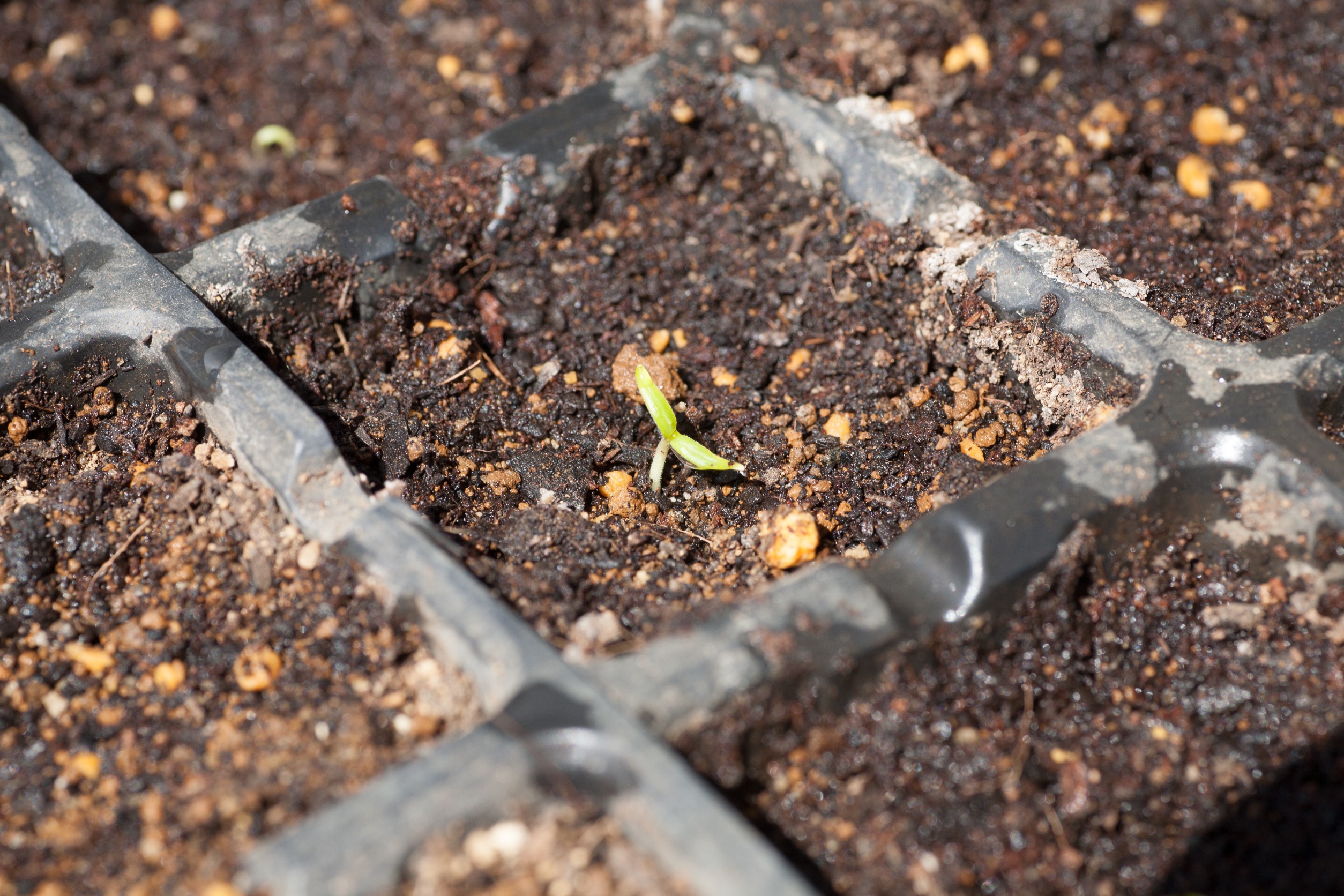 Germination Times