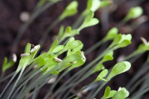 Seed Starting on a Budget Series Germination