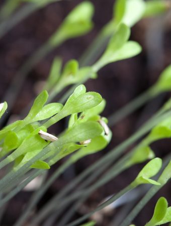 Seed Starting on a Budget Series Germination