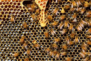 How Honey Bees Help Humans - Frugal Gardening