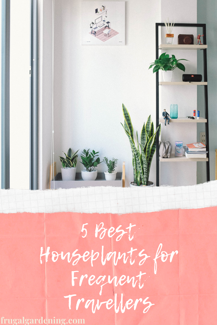 5 Best Houseplants for Frequent Travellers