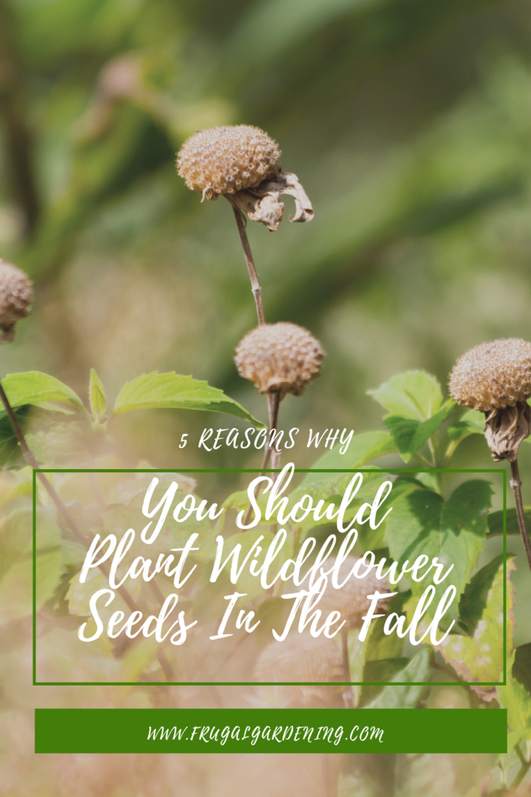 5 Reasons Why You Should Plant Wildflower Seeds In The Fall - Frugal ...