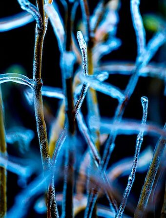 What Happens to Plants If You Use Enviro Ice on Them?