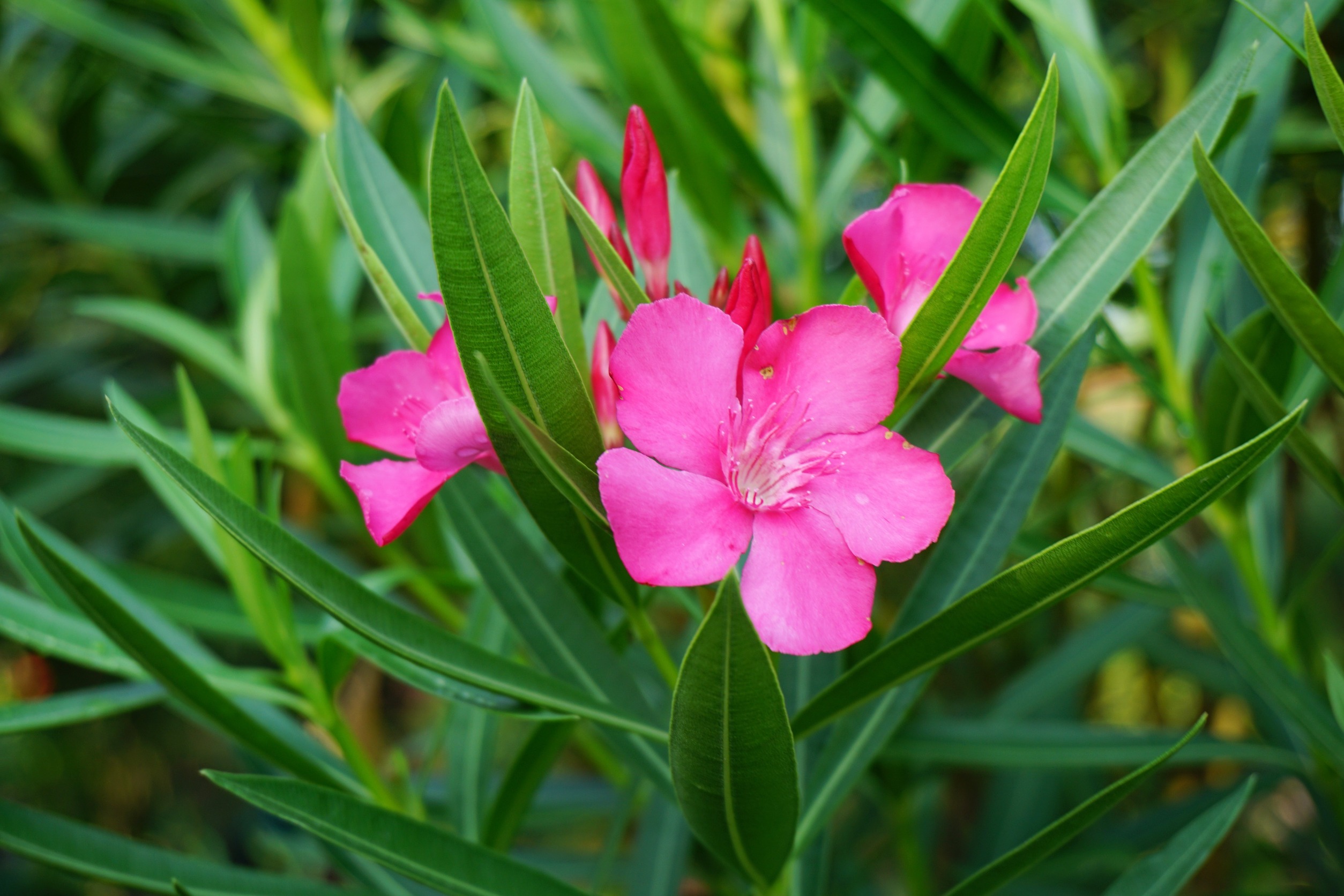 Oleander - Frugal Gardening