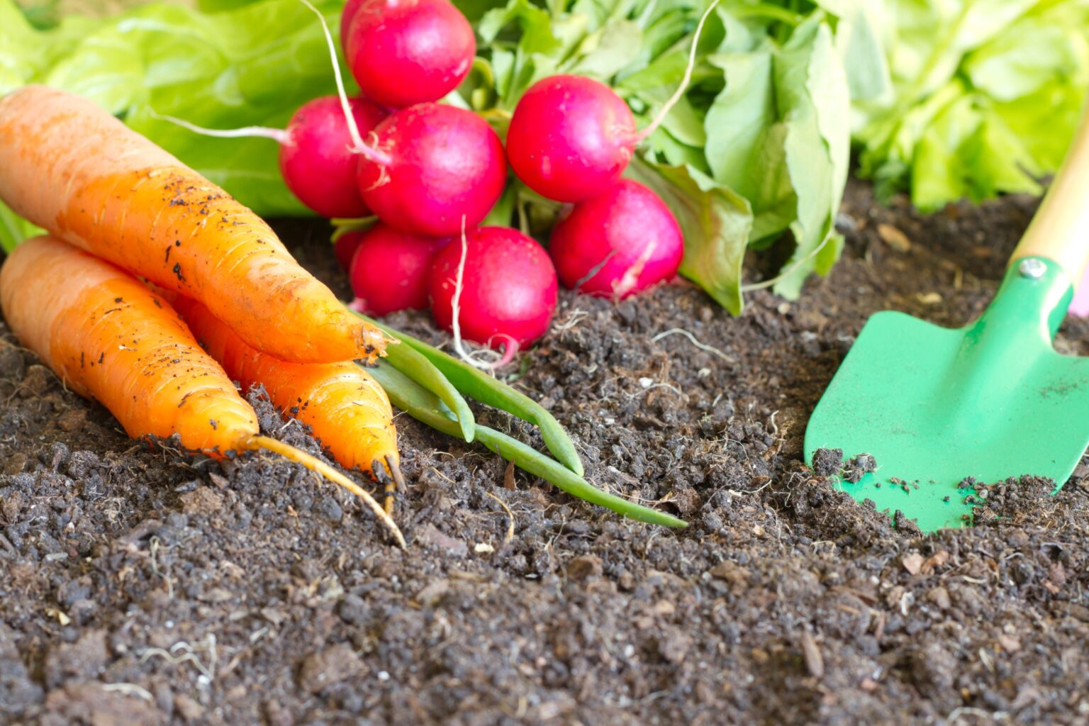 Enhance Your Garden Naturally with These Top 5 Organic Fertilizers ...