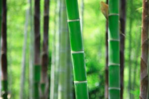 Bamboo The Invasive Beauty