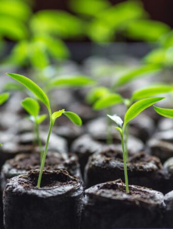 From Paper Towel to Potting Soil The Ideal Time to Transplant Your Seedlings