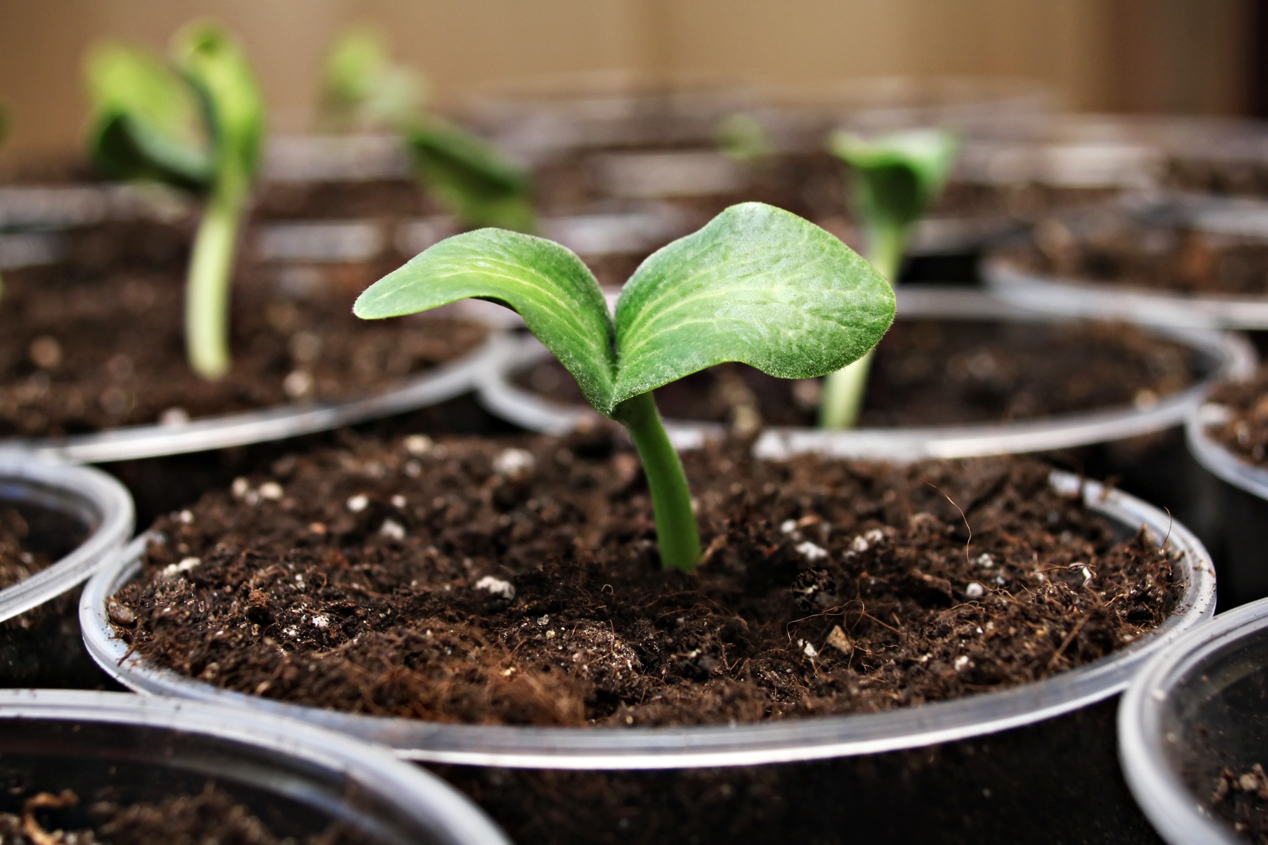 Seedling Transplant: The Benefits of Proper Timing