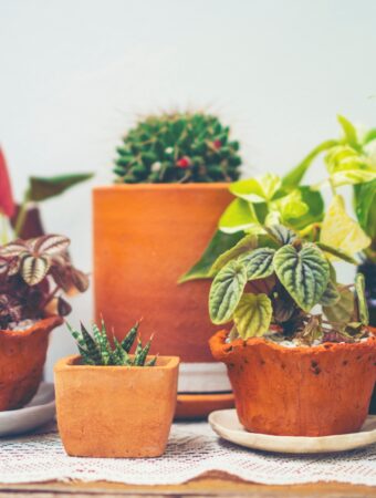 8 Easy Tips to Revive Your Dying Plants and Save Money