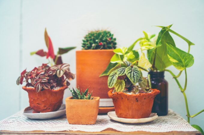 8 Easy Tips to Revive Your Dying Plants and Save Money