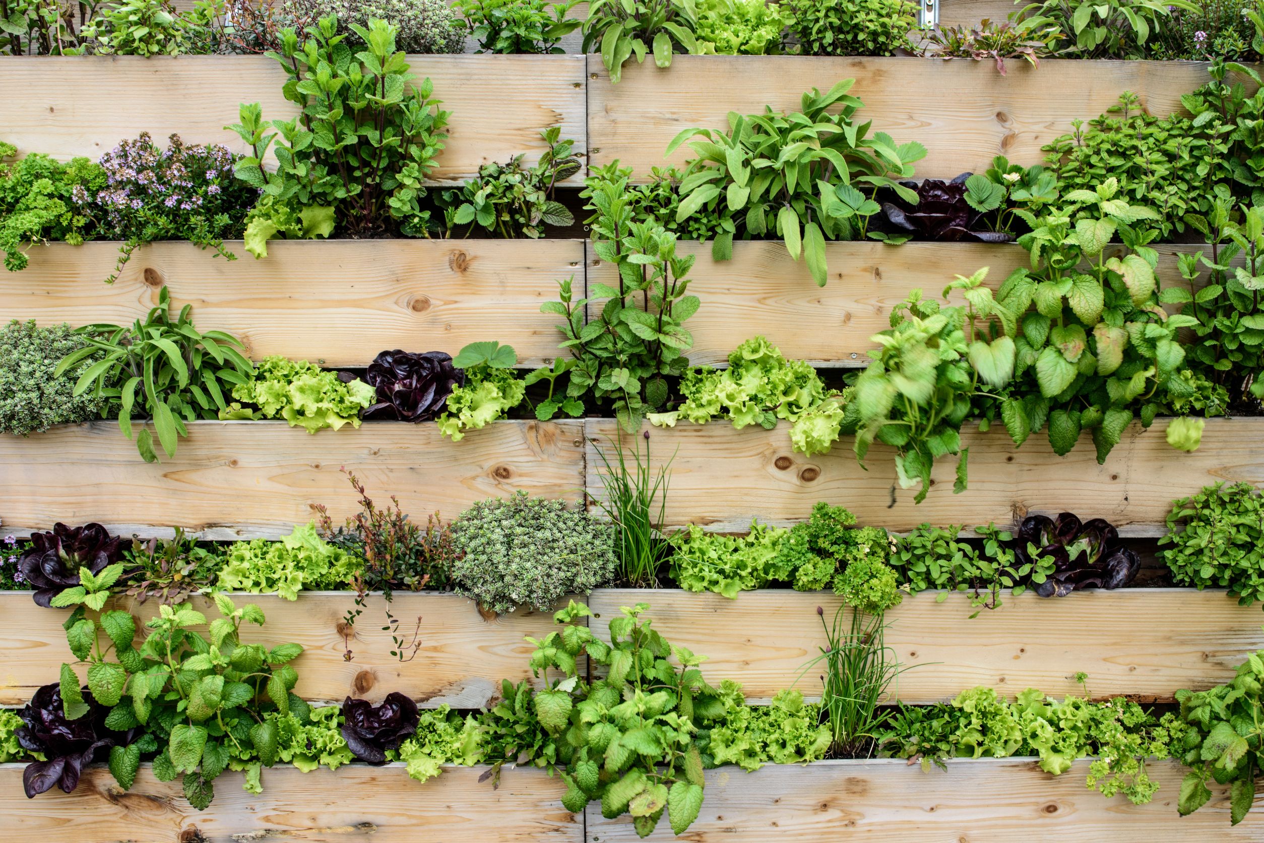 Vertical Gardens with Recycled Pallets