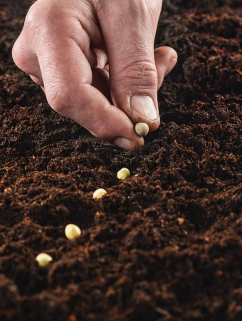 free seeds from the government