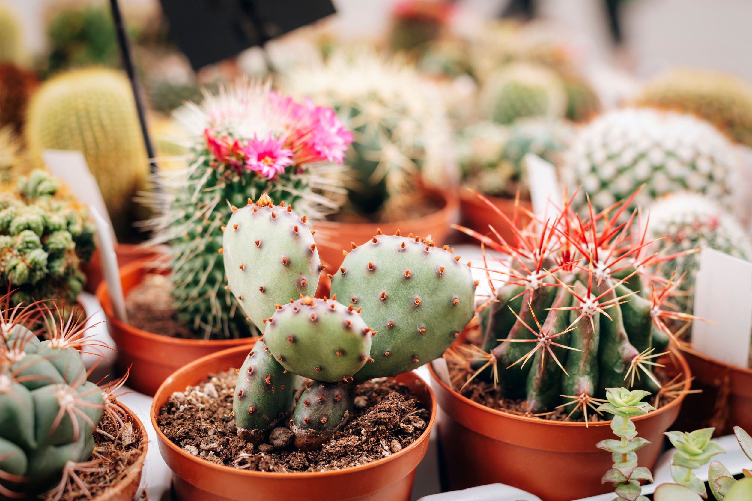 Plant Succulents and Cacti