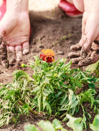 Why Lasagna Gardening is the Ultimate Hack for Lazy Gardeners