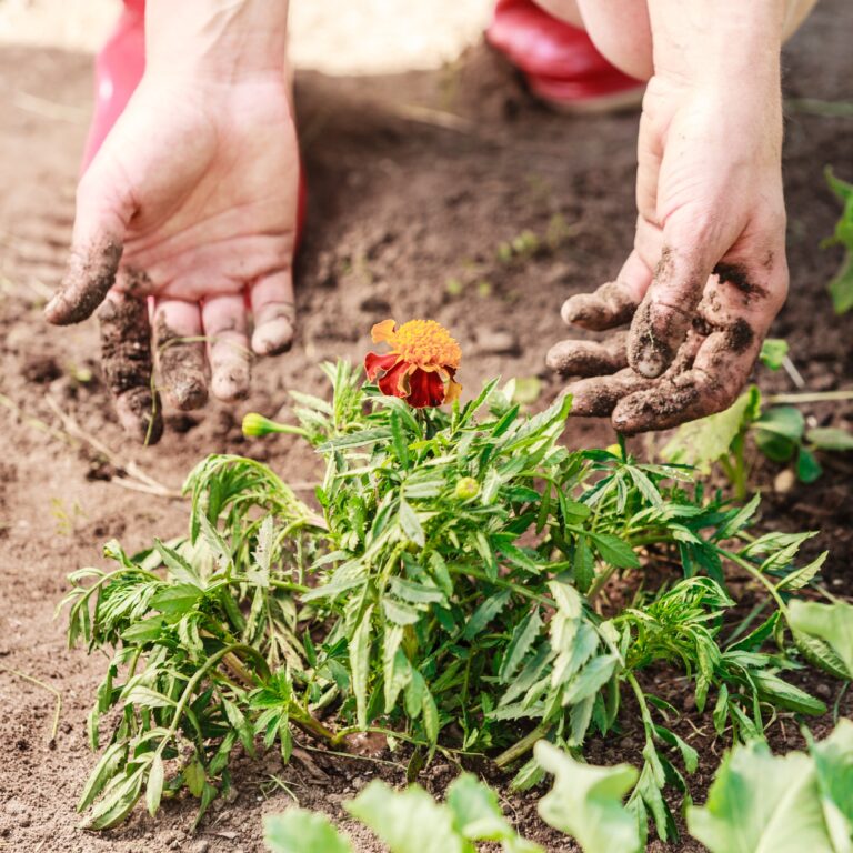 Why Lasagna Gardening is the Ultimate Hack for Lazy Gardeners