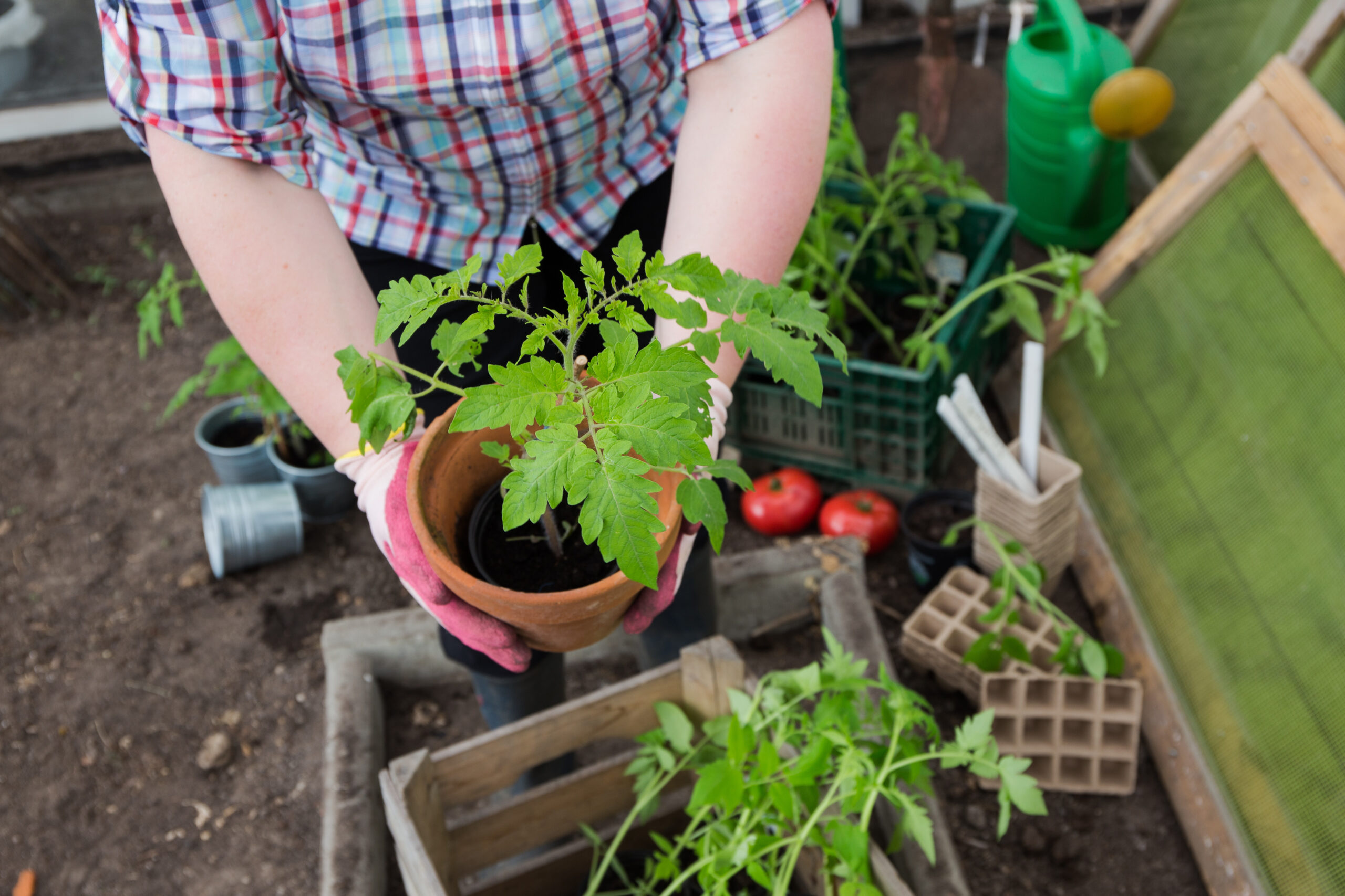 Embrace Container Gardening