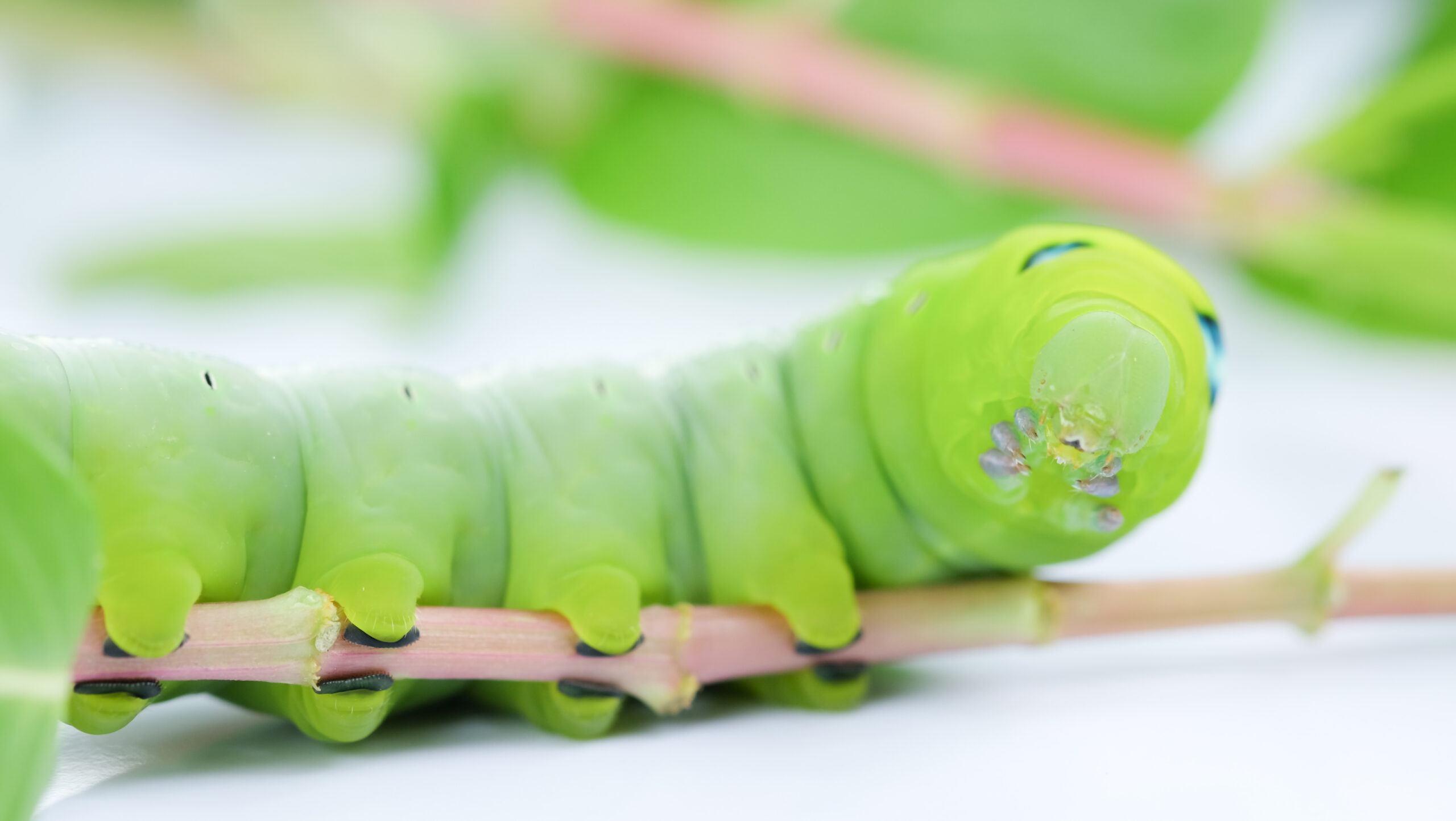 Caterpillars