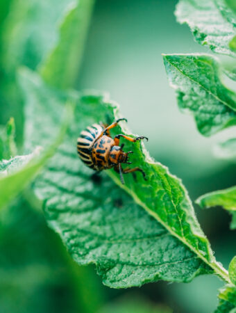 garden insects