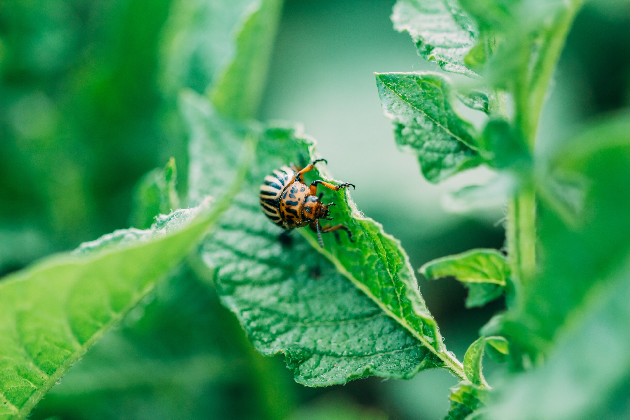 garden insects