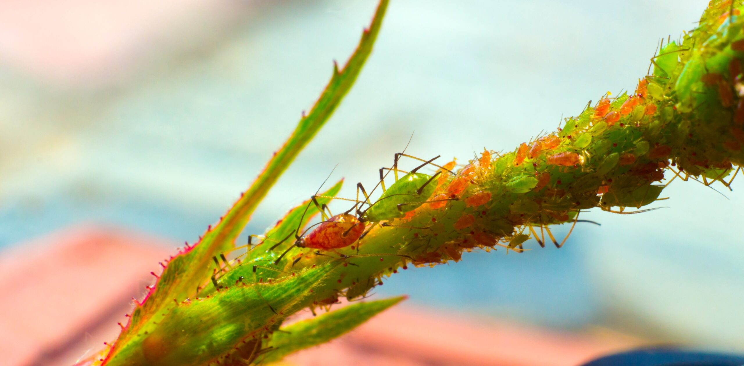 Combat Common Indoor Pests