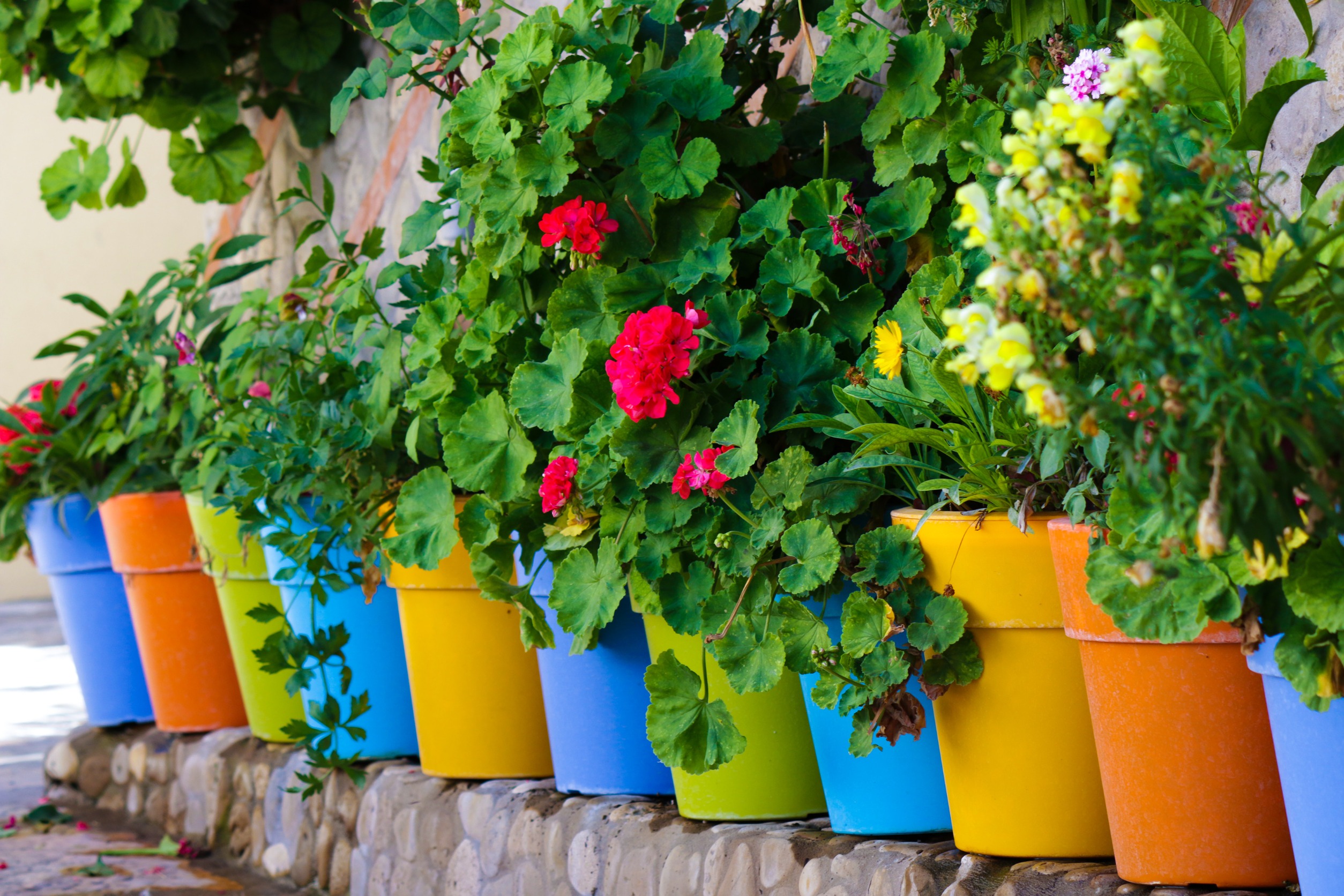 Design a Themed Container Garden