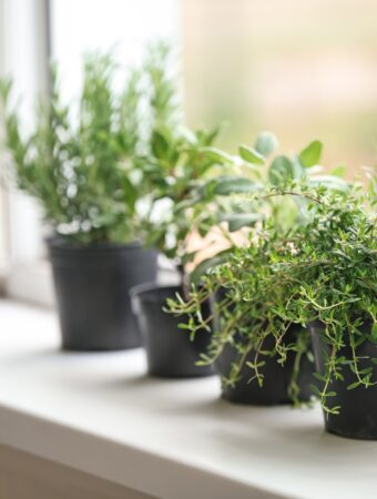 From Basil to Thyme How to Create the Perfect Indoor Herb Garden