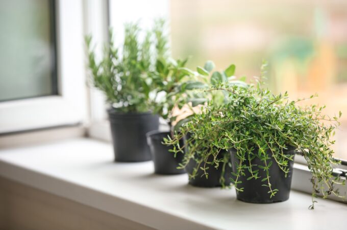 From Basil to Thyme How to Create the Perfect Indoor Herb Garden