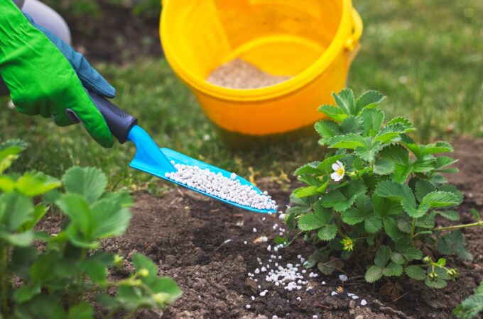 From Coffee Grounds to Eggshells 10 Homemade Fertilizers You Already Have at Home!