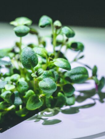 From Seeds to Sprouts The Ultimate Guide to Growing Herbs with These Top Picks