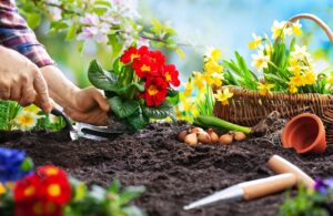 Frugal Gardening How to Budget Money on a Low Income and Still Grow a Beautiful Garden