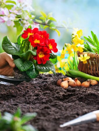 Frugal Gardening How to Budget Money on a Low Income and Still Grow a Beautiful Garden