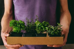 Grow Your Own Herbs 7 Must-Have Amazon Products for a Budget-Friendly Herb Garden