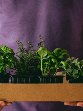 Grow Your Own Herbs 7 Must-Have Amazon Products for a Budget-Friendly Herb Garden