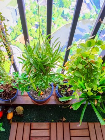 Transform Your Balcony into a Green Oasis with These Gardening Secrets!