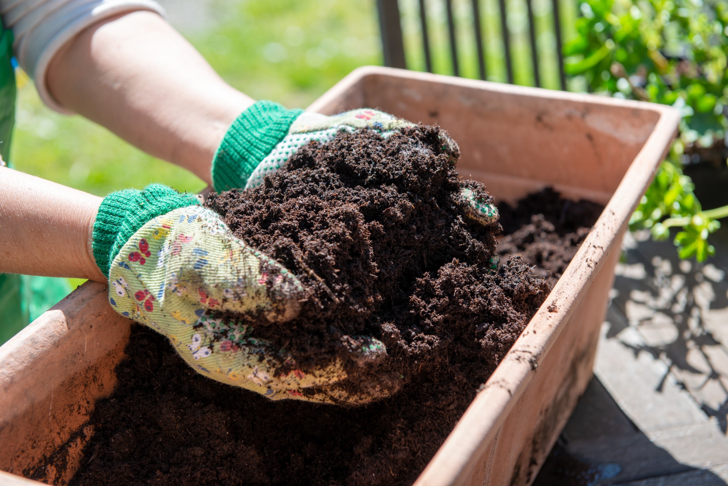 Use High-Quality Potting Mix