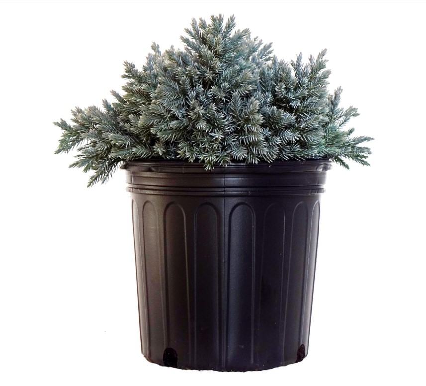 Blue Star Juniper