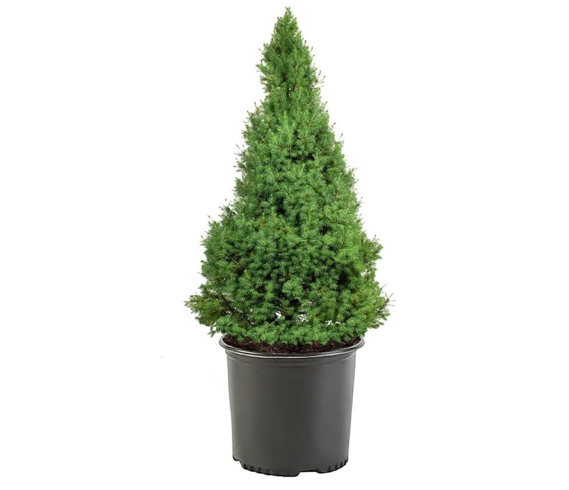 Dwarf Alberta Spruce