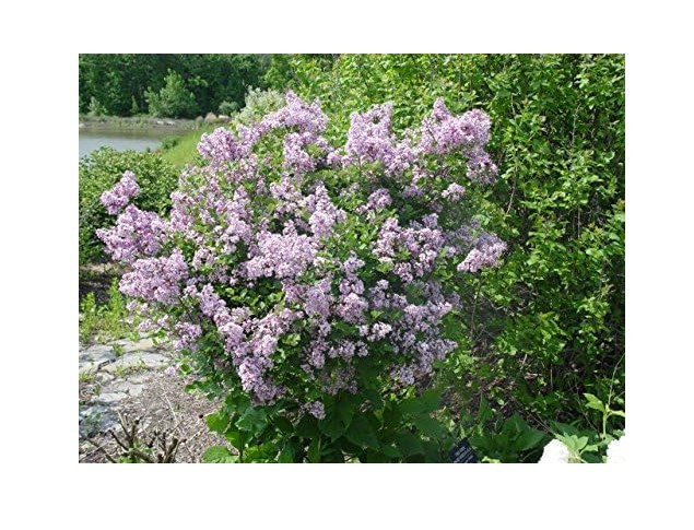 Dwarf Korean Lilac