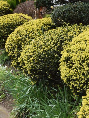 Dwarf Shrubs