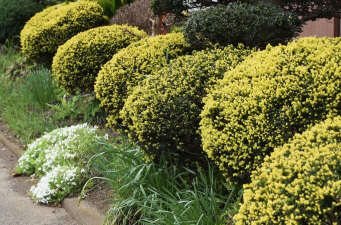 Dwarf Shrubs