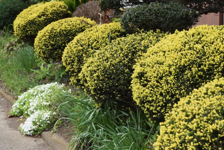 Dwarf Shrubs